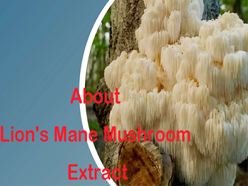 What Is Lion's Mane Mushroom Extract？